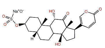 Arenobufagin 3-sulfate